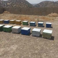 تعداد ۳۰ کلنی زنبور عسل بدون هیچگونه مریضی