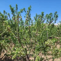 باغ بادام و سنجد در کنار اتوبان آذرشهر عجب شیر|فروش زمین و ملک کلنگی|آذرشهر, |دیوار