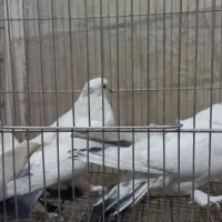 کبوتر ماده|پرنده|قم, کیوانفر|دیوار