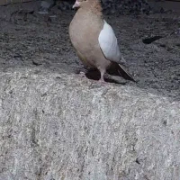 سینه زرد|پرنده|لاله زار, |دیوار