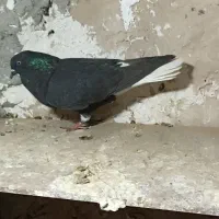 بازی..کفترفروشی