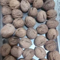 گردو میانکوه درگز