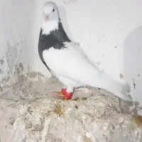 طوقی نر و ماده|پرنده|دشتابی, |دیوار