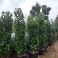 کامیس نوکدار یاس هلندی شیشه شور یوکا