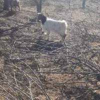 چهار تا بزغاله چاق برا قربانی و برا نگهداری|حیوانات مزرعه|مشگین شهر, |دیوار