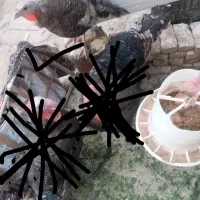 یه عدد بوقلمون ماده