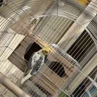 یک جفت عروس هلندی