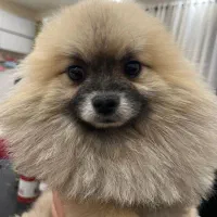 سگ پامر خرسی اصل