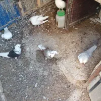۶ طوق کبوتر   سفید مهر جوجه امسال