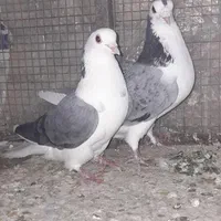 ۲جفت دستگردی|پرنده|اصفهان, برزان|دیوار
