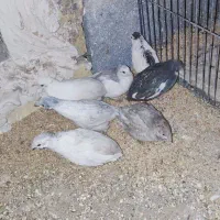 تخم بلدرچین مینیاتوری|حیوانات مزرعه|بیرجند, |دیوار