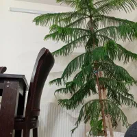 کاج مطبق ۱۲ ساله سالم