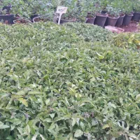 نشاء|خدمات باغبانی و درختکاری|چهارباغ, |دیوار