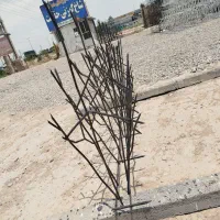 شاخ گوزنی|مصالح و تجهیزات ساختمان|ورامین, شهرک فجر|دیوار