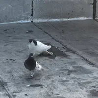 کبوتر کفتر  ساده نر پرشی قلدر