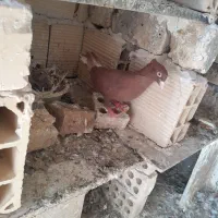 ۶دانه دم سفید و ۴تاطوقی|پرنده|شاندیز, |دیوار