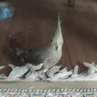 عروس هلندی طوسی گمشده