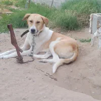 سگ خالی|سگ|سعدآباد, |دیوار