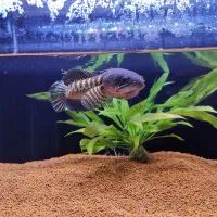 چانا گلدن کبری سینگل تانک|ماهی|مشهد, شهرک مهرگان|دیوار