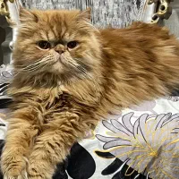 گربه گارفیلدی پرشین سوپر فلت همه چیز فهم باهوش|گربه|تبریز, |دیوار