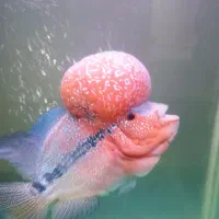 ماهی فلاور|ماهی|تهران, جوادیه|دیوار