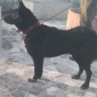 سگ ژرمن بلک|سگ|خشکبیجار, |دیوار