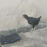 مرغ گلپایگانی تخمی 450