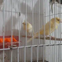 قناری|پرنده|مشهد, کارگران|دیوار
