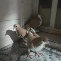 کبوتر فروشی|پرنده|شیراز, شهرک مدرس|دیوار