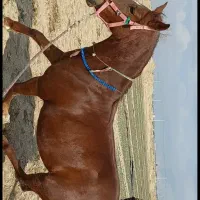 مادیون الماس|اسب و تجهیزات اسبسواری|مرودشت, تامین اجتماعی|دیوار