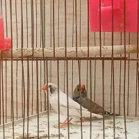 یک جفت فنچ بدون قفس