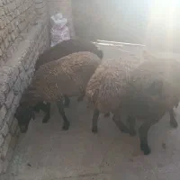 4راس بره ماده 32کیلو تپل