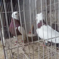 طوقی سرخ و کله سبز