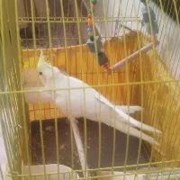 عروس هلندی بازیگوش دستی|پرنده|قزوین, |دیوار