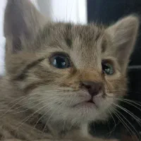 قبو‌ل واگزاری گربه