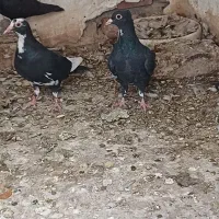 کفتر