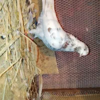 چندجفت سرخ و زرهی