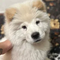 سگ سفید چاو چاو