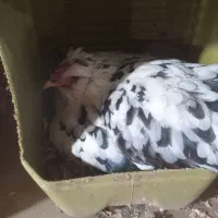 مرغ گلین کرچ