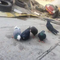 کبوترای قطعه دار|پرنده|ارومیه, |دیوار