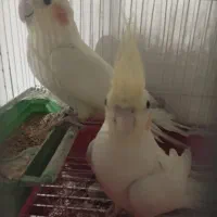 عروس هلندی معاوضه با فنج