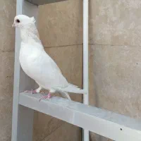 کبوتر کفتر نر مست سفید یک دست کاکل پاپردار