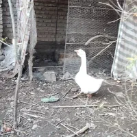 قوغاز سفید|حیوانات مزرعه|علیآباد کتول, |دیوار