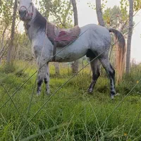 اسب نریان یورقا