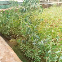 نهال اکالیپتوس پاکتی یکساله