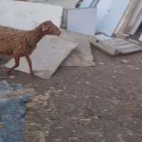 بره نر وماده هم برای پروار هم کشتار