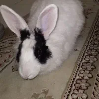 خرگوش نر ۶ماهه