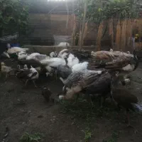 فروش جوجه بالغ طاووس در همه رنگ|پرنده|قائم‌شهر, |دیوار