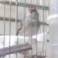 سهره کرمانی نر خوش قواره|پرنده|گنبد کاووس, |دیوار