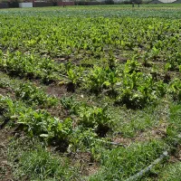 کارگر ساده جهت سبزی کاری در مزرعه